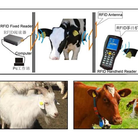 rfid tag reader cattle|livestock rfid reader.